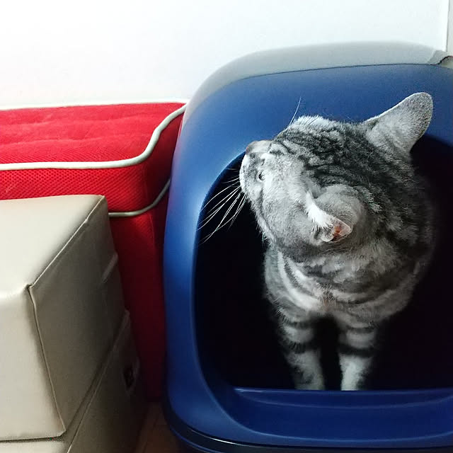 ronさんの実例写真