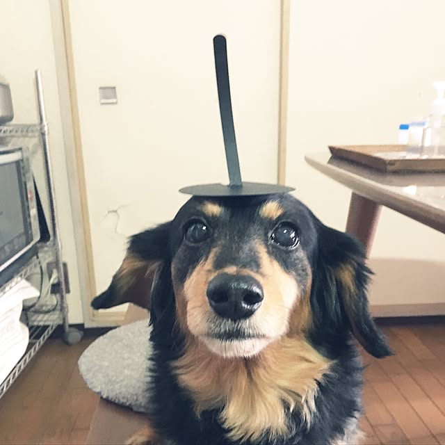 ohanaさんの実例写真