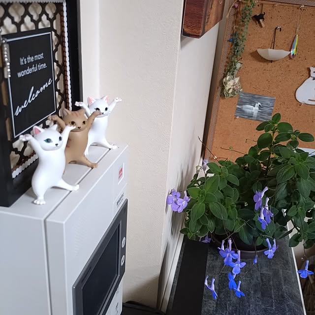 NOAHさんの部屋
