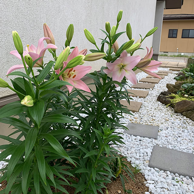 kumikoさんの実例写真