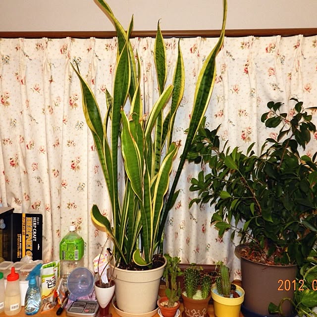 SapporoBillyさんの実例写真