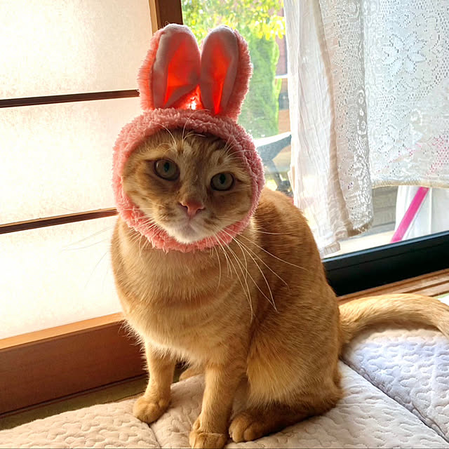 himetanさんの実例写真