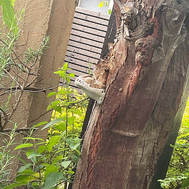 kuikoさんの部屋
