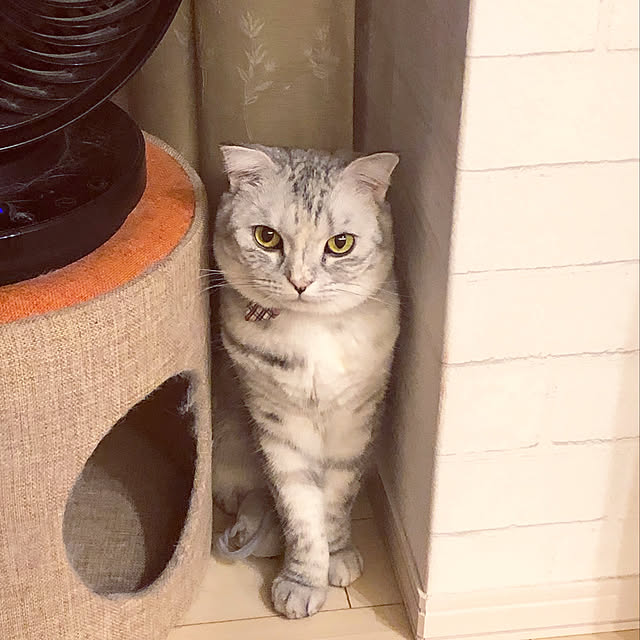 yokkochanさんの実例写真
