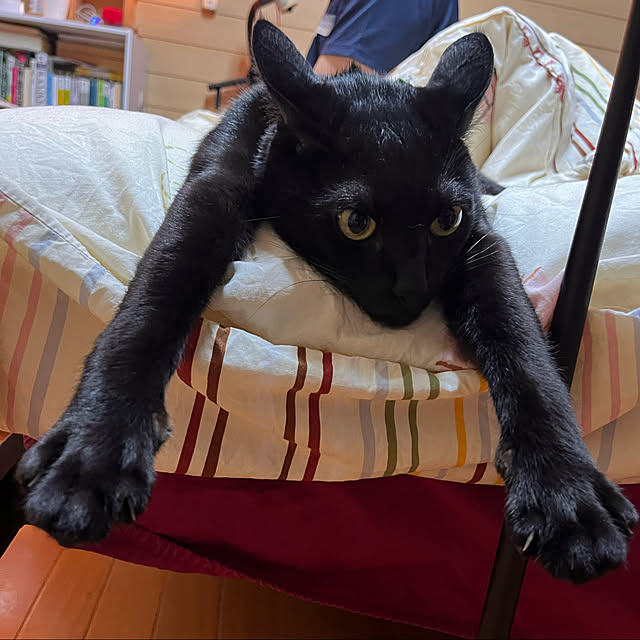jijiさんの実例写真