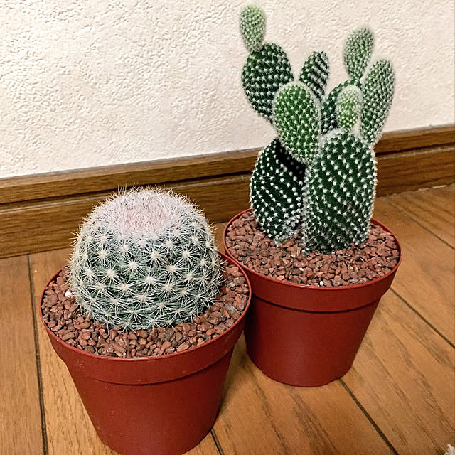 chiakiさんの実例写真