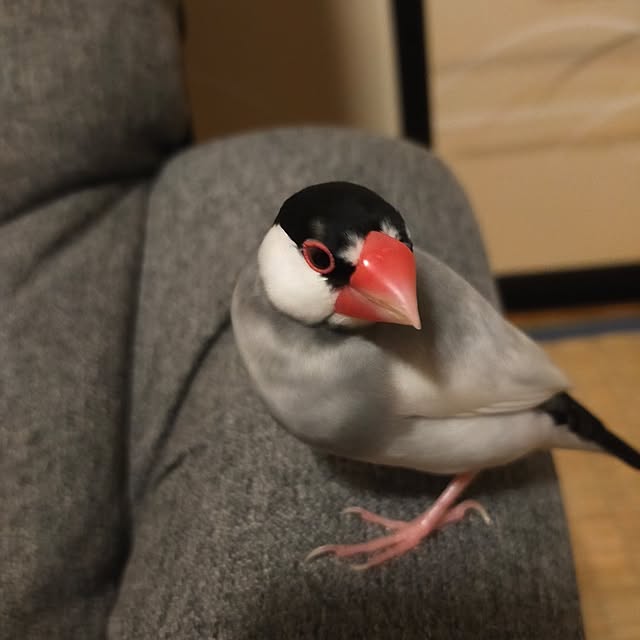 kamechanさんの部屋
