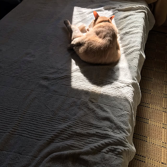 mikan161さんの実例写真