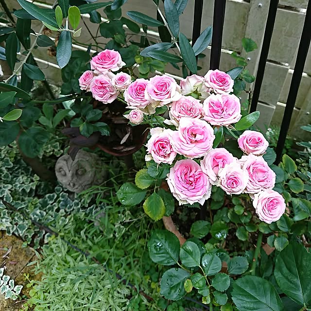 figaroさんの実例写真