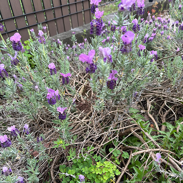 Yukicotoさんの実例写真