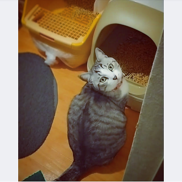 今ならクリア消臭お試しセットプレゼント!/猫 トイレ ネコ 今ならクリア消臭お試しセットプレゼント!/猫 トイレ ネコ