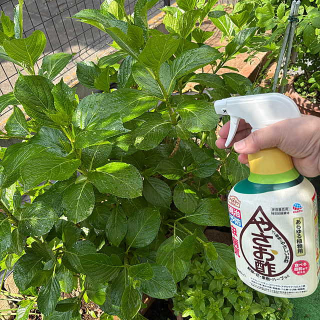 nannoさんの部屋