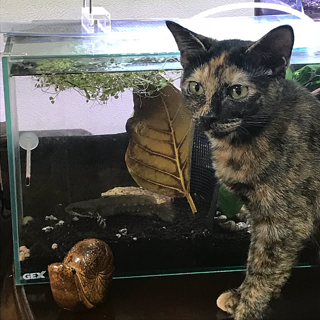 tornadeさんの実例写真