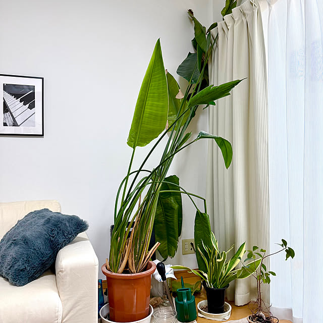 sakura-51さんの部屋