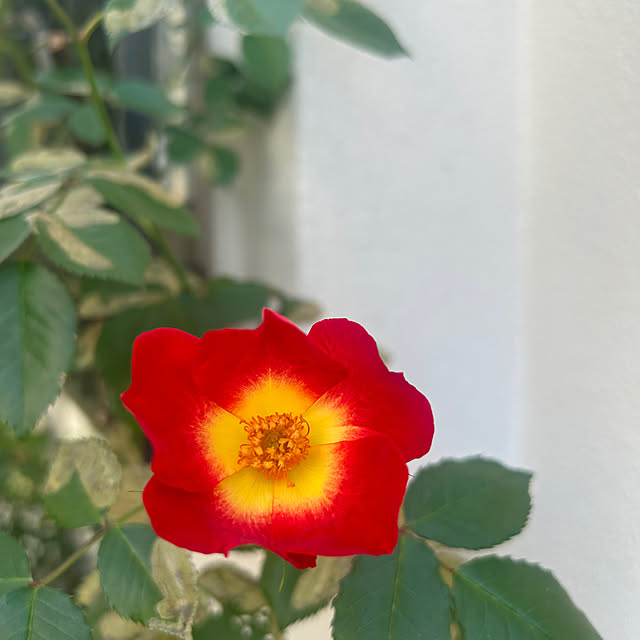 magnoliaさんの実例写真