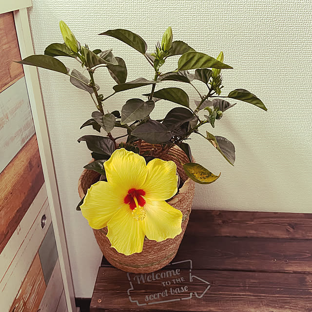 marucafeさんの実例写真