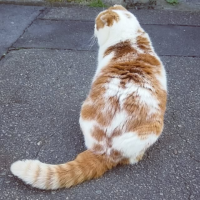 panchobiさんの実例写真