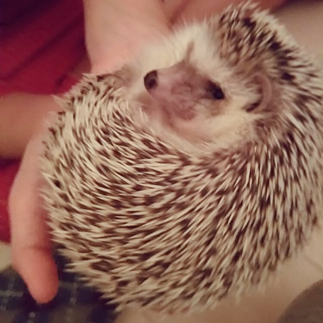 kuruさんの実例写真