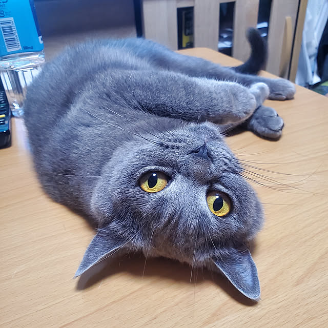 机/猫又を育てる会/ペット可賃貸/ねこホイホイ/ねこ...などのインテリア実例 - 2020-07-09 07:49:14