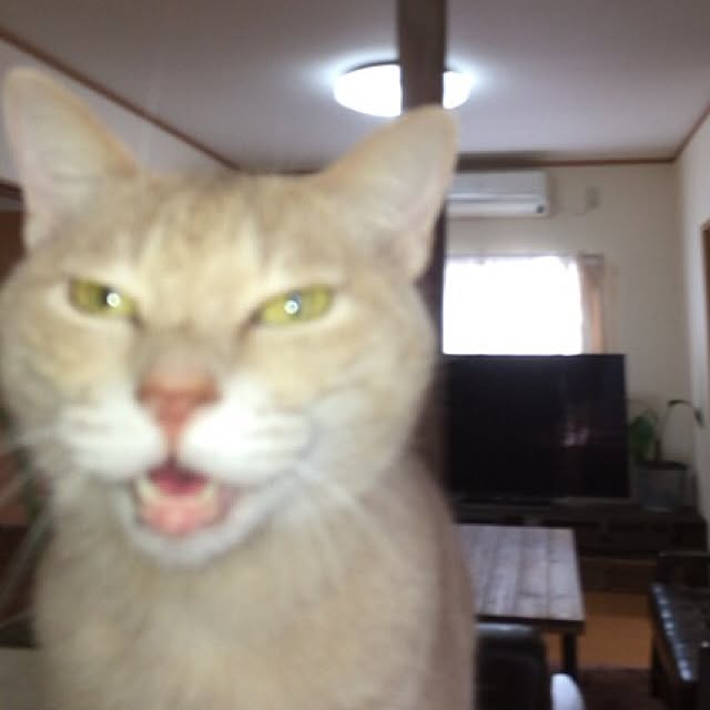 mikan161さんの実例写真