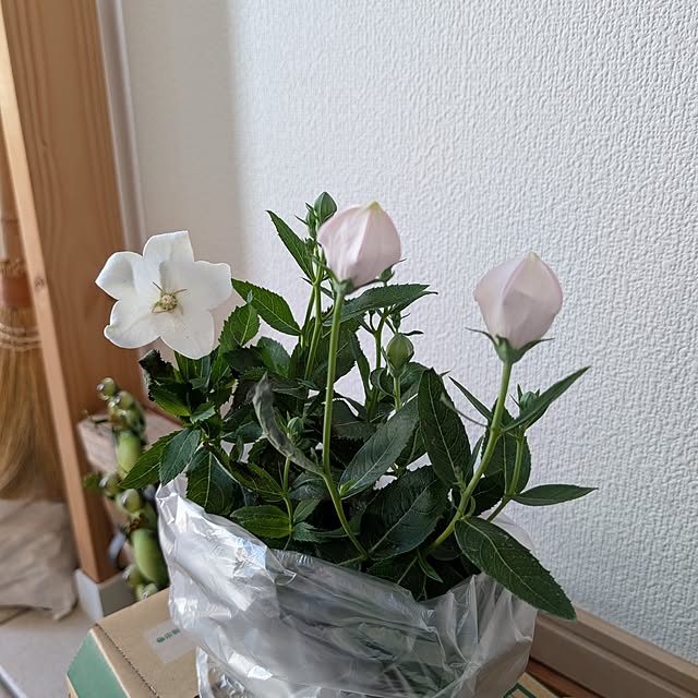KOHAKUさんの部屋