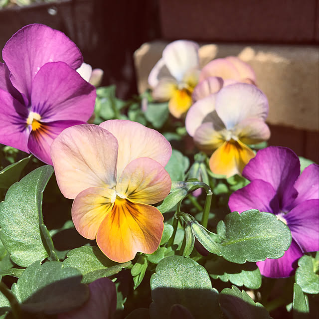 y---iさんの実例写真