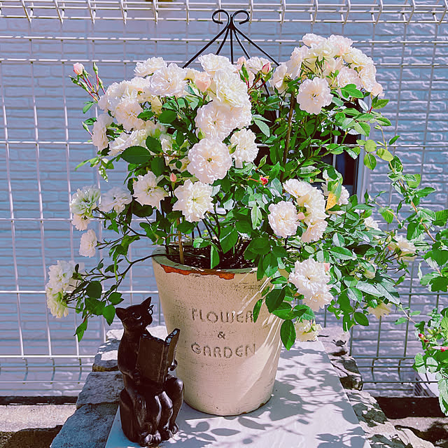 moolさんの実例写真