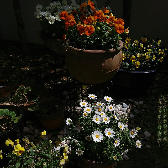 okyosan101さんの実例写真
