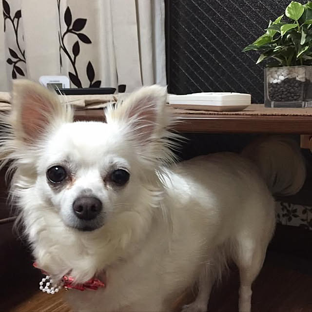 Hanakoさんの実例写真