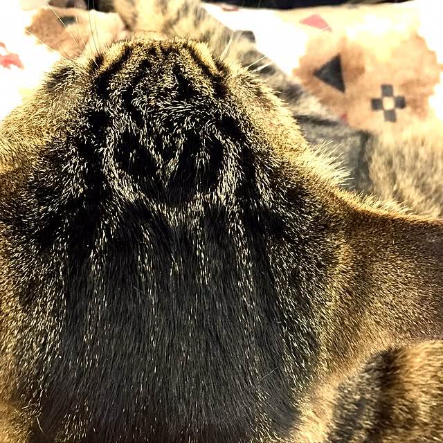 lifeさんの実例写真
