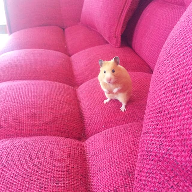 HappyRoseさんの実例写真