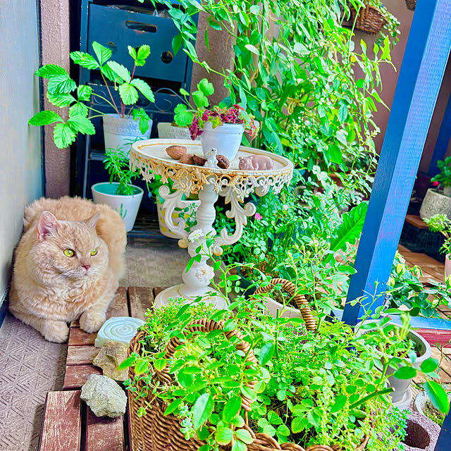 naokoさんの実例写真