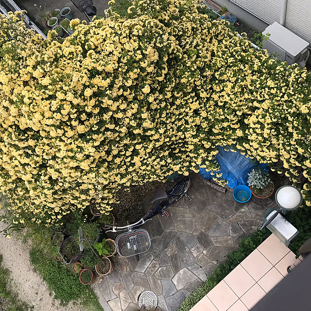 ayomoyuさんの実例写真