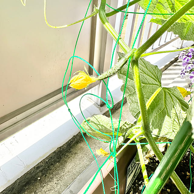 miyumiyuさんの実例写真