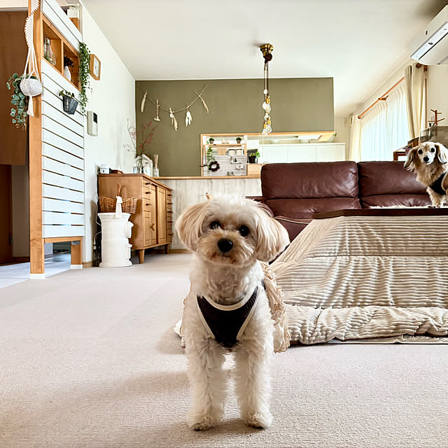 chachamamaさんの部屋