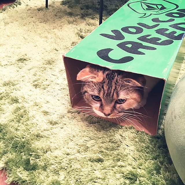 take_4091さんの実例写真