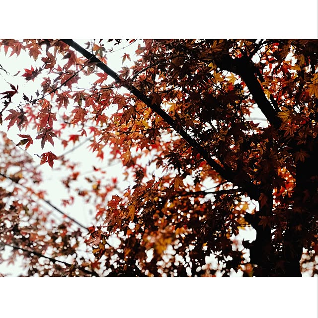yanyan_1020さんの実例写真