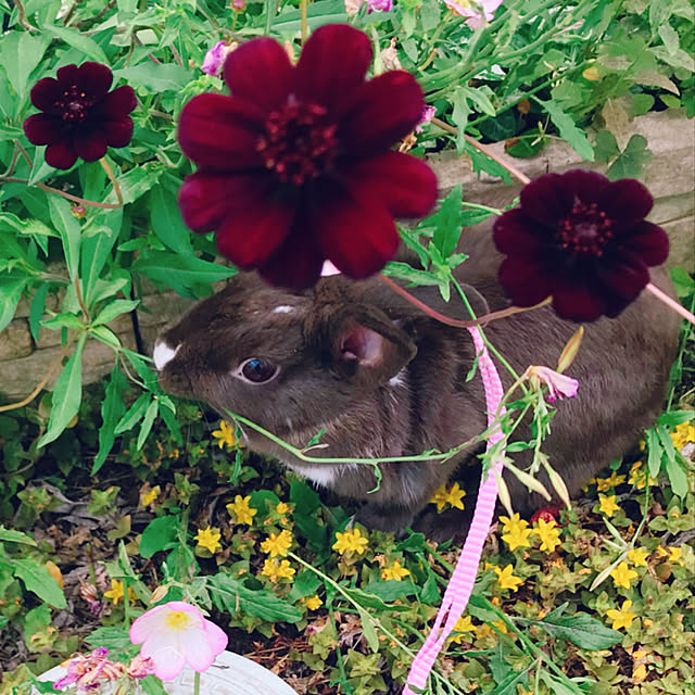 portulacaさんの実例写真
