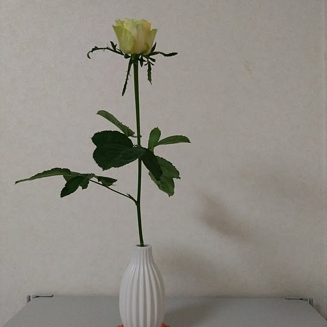 jkabmymycatさんの実例写真