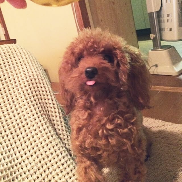 umiumiさんの実例写真