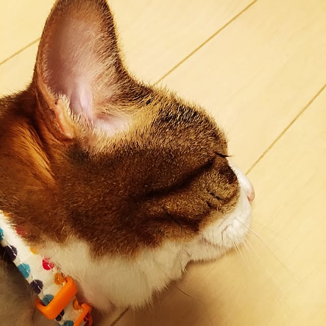 neopipeさんの実例写真