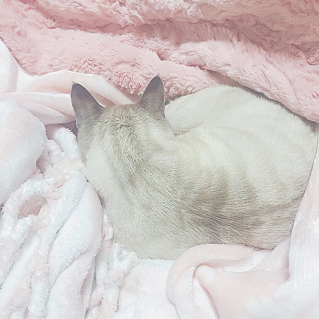 chieさんの実例写真