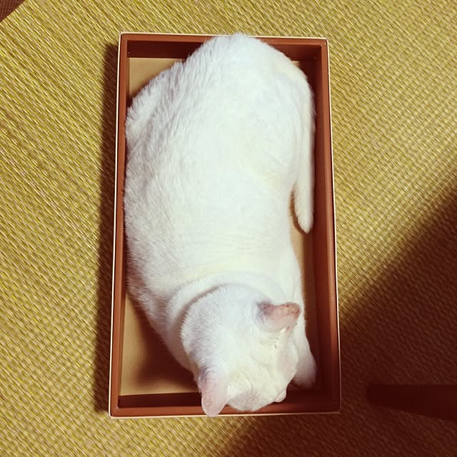 konatsuさんの実例写真