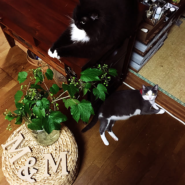 mucc08さんの実例写真