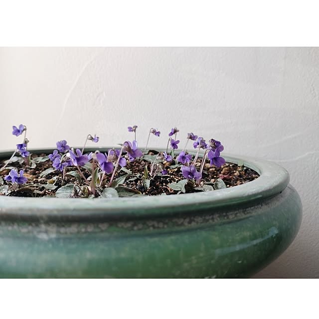 hana-さんの実例写真