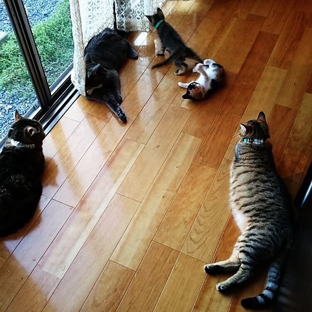 annさんの実例写真
