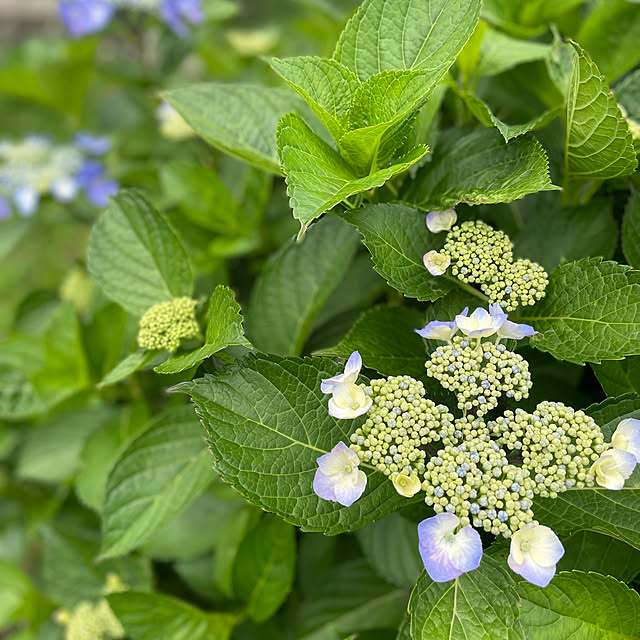 buchiさんの部屋