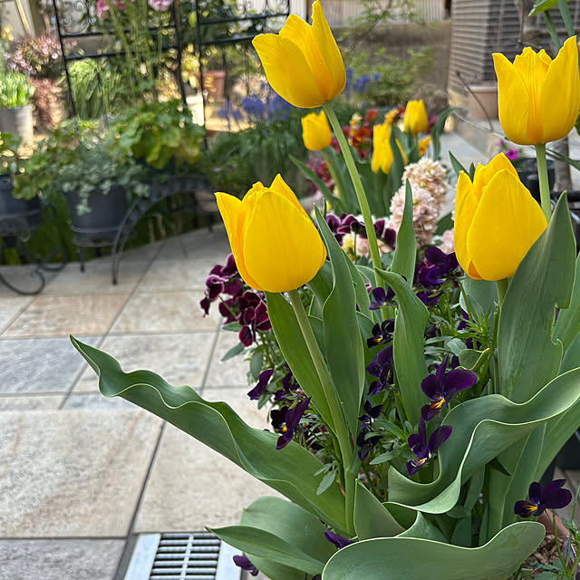 violetさんの部屋