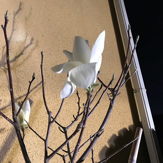 Yokoさんの実例写真
