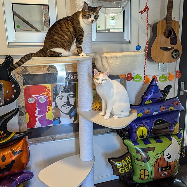 玄関/入り口/ハロウィン/キャットタワー/ねこのいる風景/玄関ホール...などのインテリア実例 - 2024-09-23 13:56:03